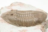 Rare, Ptychopyge Trilobite - St Petersburg, Russia #200391-1
